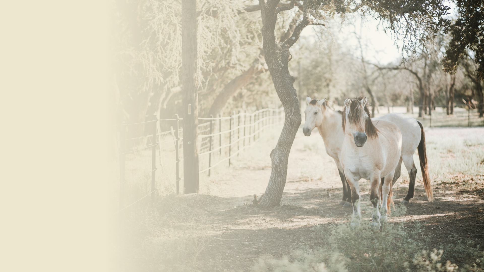 Horses beneath an oak tree at Twisted Bit Ranch